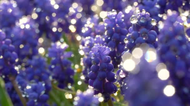 Bonitas Flores Azules Jacinto Uva Con Gotas Agua Reflejo Luz — Vídeos de Stock