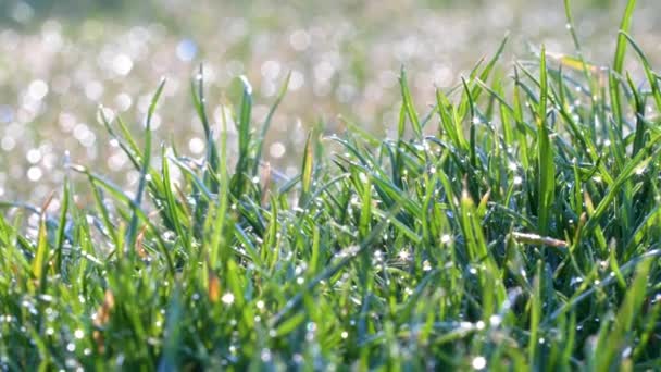 Fin Makro Skott Vatten Eller Regn Faller Grönt Gräs Trädgård — Stockvideo