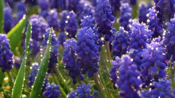 Nice Grape Hyacinth blue flowers with water drops and sun light reflection on green grass. Close up slow motion footage. Nature background.