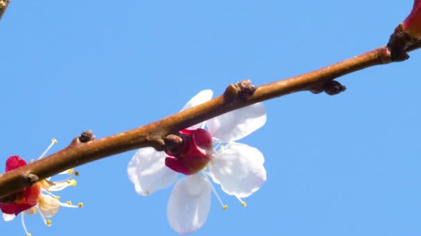 Bonitas Flores Cerezo Blanco Ramas Árbol Con Fondo Azul Cielo — Vídeo de stock