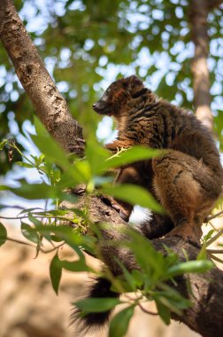 Kırmızı Madagaskar lemur