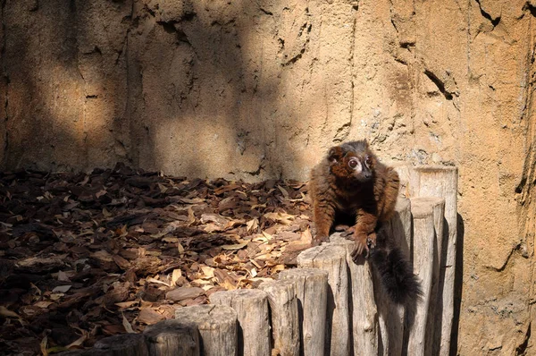 레드 마다가스카르 여우 원숭이 — 스톡 사진