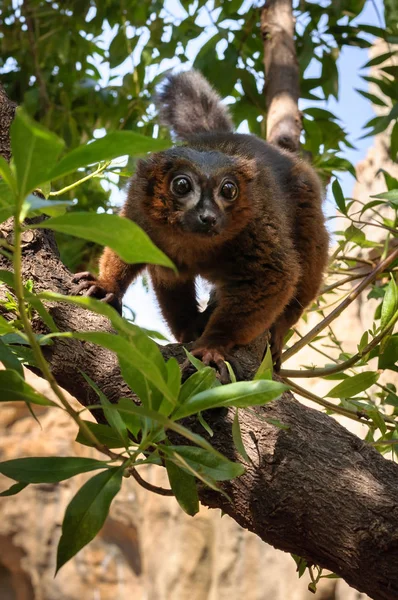 Lémur madagascar rojo — Foto de Stock