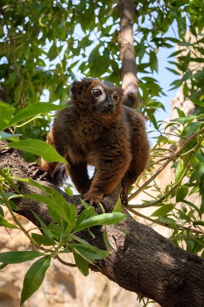 Червоний Лемур на Мадагаскарі — стокове фото