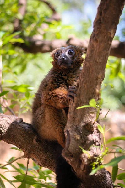 Madagáscar vermelho lemur — Fotografia de Stock