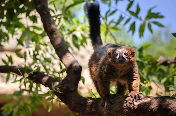 레드 마다가스카르 여우 원숭이 — 스톡 사진