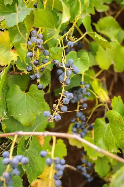 Uvas negras maduras en un Bush — Foto de Stock