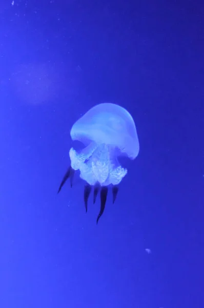 Beautiful jellyfish in a large aquarium in the aquarium — Stock Photo, Image