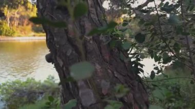 Güzel akşam manzarası