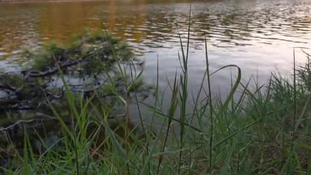Krásný večerní pohled na klidné vody — Stock video