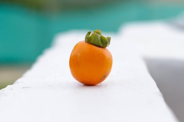 Bahçede beyaz bir arka planda hurma ağacı