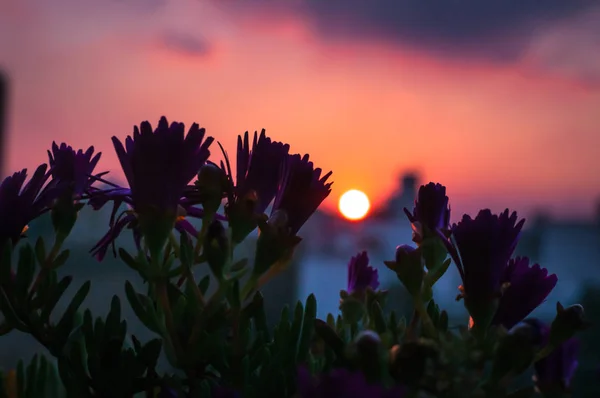 Vacker solnedgång från balkongen i förgrunden rosa blommor — Stockfoto