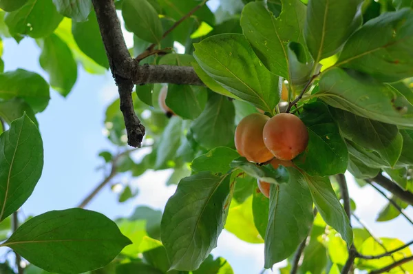 Caqui fruta en una rama en el jardín —  Fotos de Stock