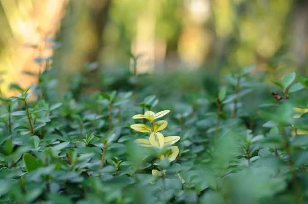 I parken den gula grenen bland de gröna — Stockfoto