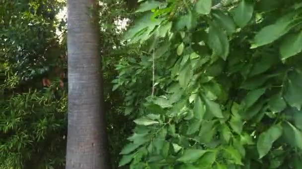 végétation dans le jardin botanique 