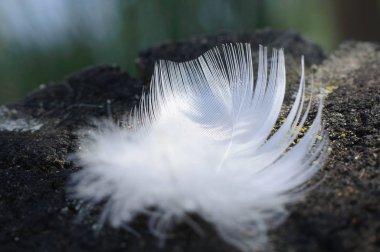 Bir kütüğün üzerinde beyaz, parlak, küçük bir tüy