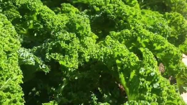 Frais vert Chou frisé végétarien — Video