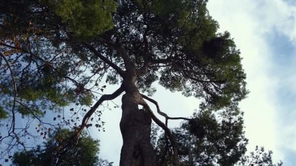 Parkta görkemli bir çam ağacı — Stok video