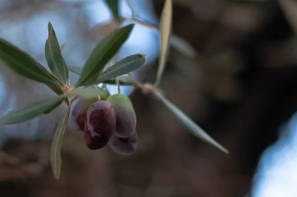 Detail des Olivenbaumzweiges — Stockfoto