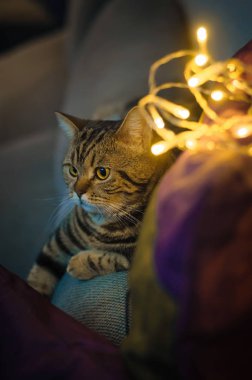 Karanlıktaki İngiliz kedisi Çelenklerin ışığında
