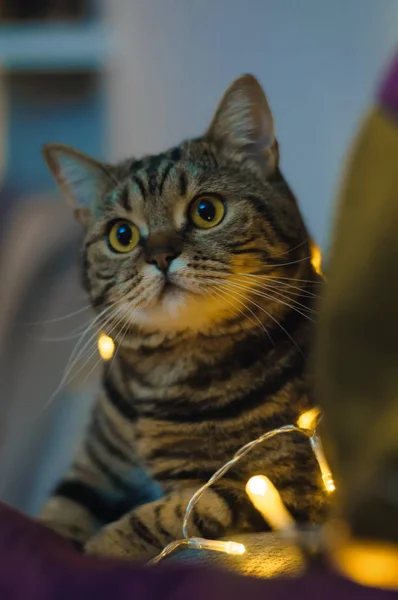 Britse kat in het donker door het licht van bloemenslingers — Stockfoto