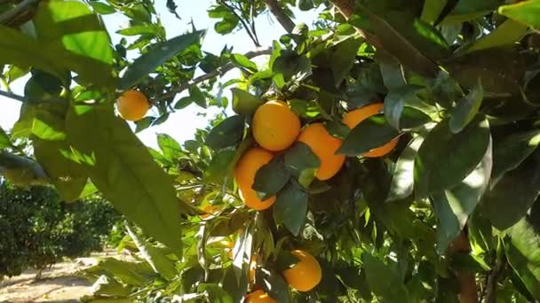 Naranjos en el campo — Vídeo de stock