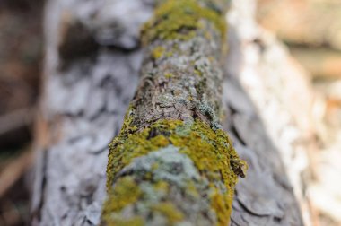 Ormandaki bir ağaç dalının parçası.