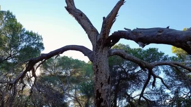 Θέα ενός αποξηραμένου δέντρου στο πάρκο — Αρχείο Βίντεο