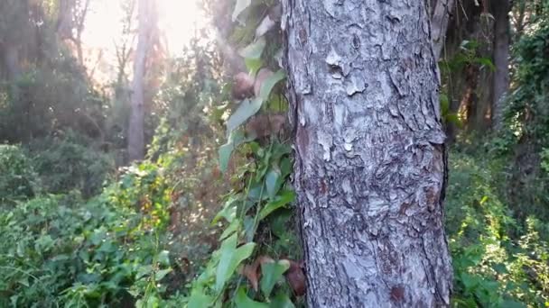 Вид на сосновий ліс, покритий плющами сосен — стокове відео