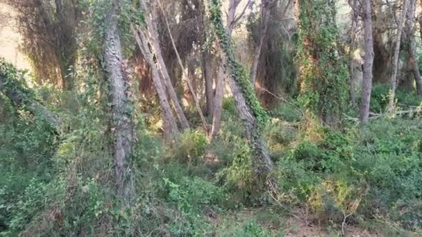Pohled na břečťanem pokryté borovice v lese — Stock video