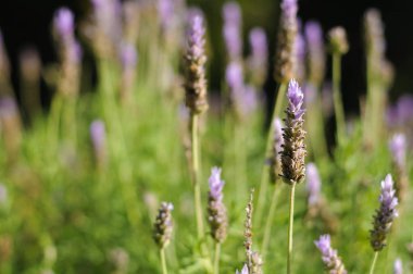 Parkta açan lavanta çalısı