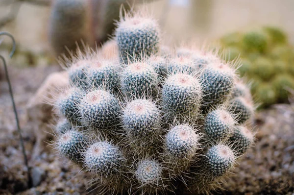 Kaktusar i botaniska trädgården — Stockfoto