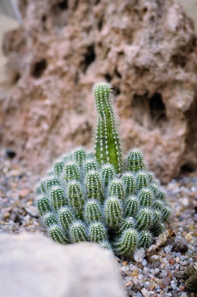 Dekorativ tropisk kaktus i den botaniska trädgården — Stockfoto
