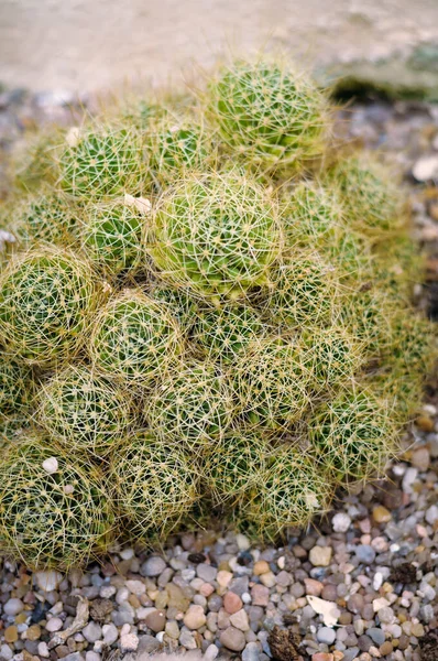 Cactus tropicales decorativos en el jardín botánico — Foto de Stock