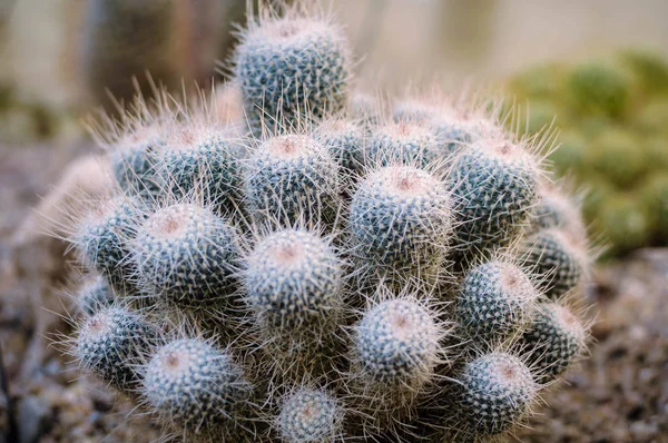 Dekorativ tropisk kaktus i den botaniska trädgården — Stockfoto