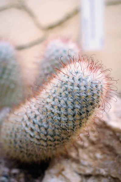 Dekorativ tropisk kaktus i den botaniska trädgården — Stockfoto