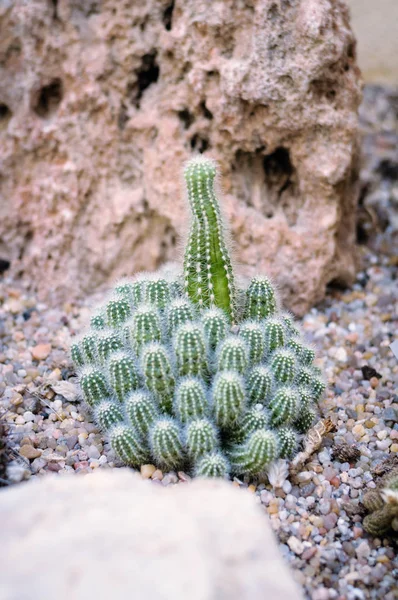 Kaktusar i botaniska trädgården — Stockfoto