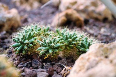 Taş bahçesinde küçük bir kaktüs, yakın plan.