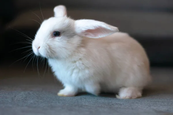 Piccolo coniglio bianco a orecchie lunghe — Foto Stock