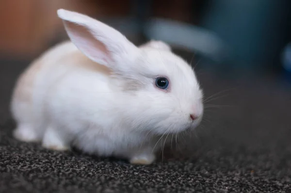 Small white long-eared house rabbit — Stock Photo, Image