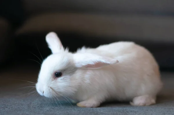 Small domestic lop white rabbit long-eared posing — Stock Photo, Image