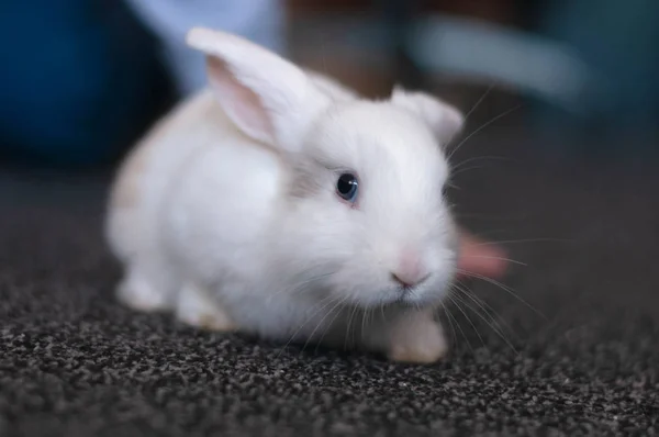 Petite boucle domestique lapin blanc à oreilles longues posant — Photo