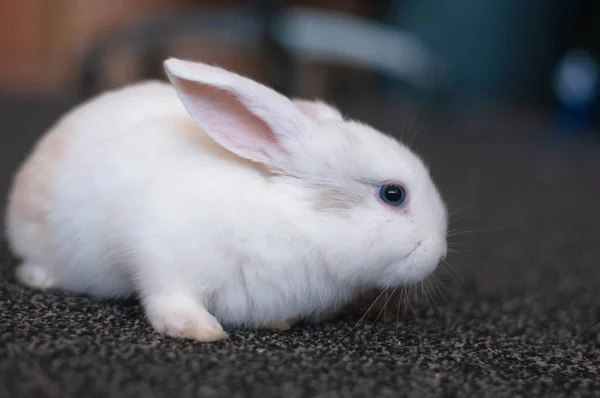 Petite boucle domestique lapin blanc à oreilles longues posant — Photo