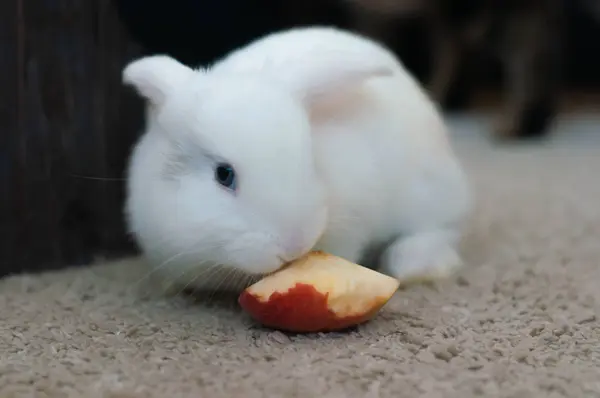 Small domestic lop white rabbit long-eared eat apple — Stock Photo, Image