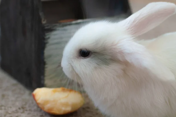 Маленький домашній лопух білий кролик довго вухатий позує — стокове фото