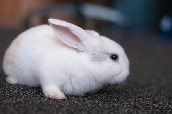 Petit Lapin Blanc Est Assis Sur Tapis Noir — Photo