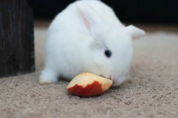 Small White Rabbit Sits Black Carpet Piece Red Apple — Stock Photo, Image