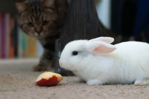 Білий Довгошерстий Кролик Їсть Яблуко Кіт Спостерігає Ним — стокове фото