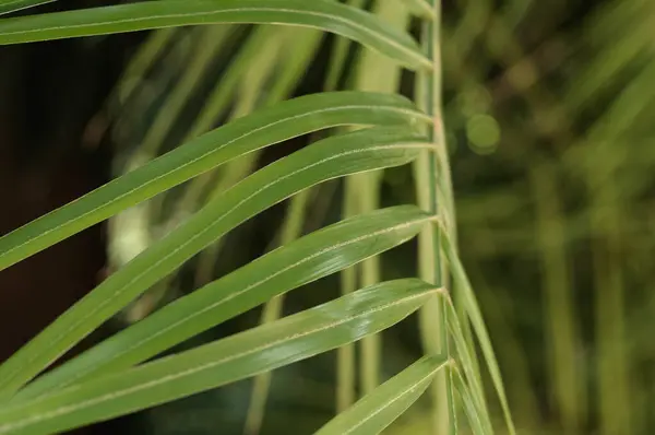 Träd Gren Med Gröna Ljusa Blad Natur Närbild — Stockfoto