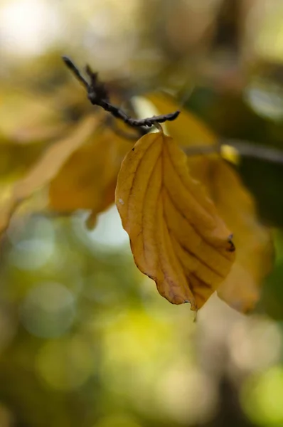 Herbstlich Goldene Vergilbte Blätter Auf Einem Zweig — Stockfoto